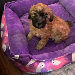 Deep mahogany Sable girl - Sable female Poodle puppy in Burien, Washington from South Sound Doodles