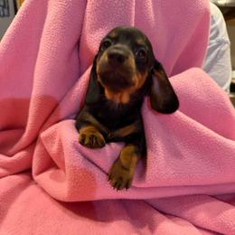 Boy 1 - Black and tan male Dachshund puppy in Surprise, Arizona from Mighty Little Dachshunds