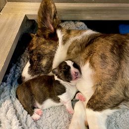 Cardigan Welsh Corgi Puppies from Kanicula Cardigan Welsh Corgis