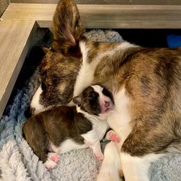 Cardigan Welsh Corgi Puppies from Kanicula Cardigan Welsh Corgis