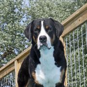 Greater Swiss Mountain Dogs from Jan Collin's Greater Swiss Mountain Dogs