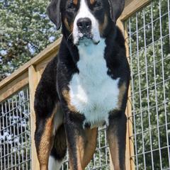Greater Swiss Mountain Dogs from Jan Collin's Greater Swiss Mountain Dogs