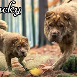 Chucky - Chinese Shar-Pei
