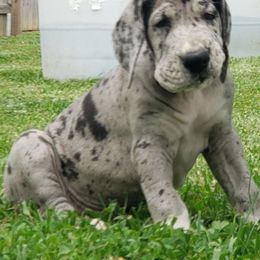 Great Dane Puppies from Gentle Giants of Tennessee Great Danes