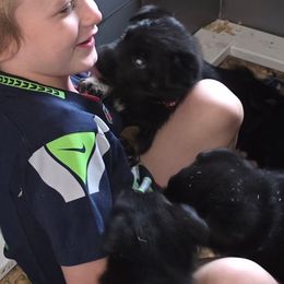 Purple - Black female German Shepherd puppy in Roy, Washington from Diwaids Working German Shepherd Dogs