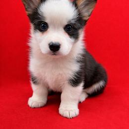 Cupid - Black and tan male Pembroke Welsh Corgi puppy in Ramona, Oklahoma from Eden Farms Corgis