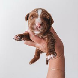 Blue - Red  male Goldendoodle puppy in Beaverton, Oregon from Henry Elliots