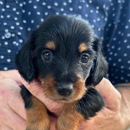 THUNDER - Black and tan male Dachshund puppy in Paradise, Texas from C and J Minis
