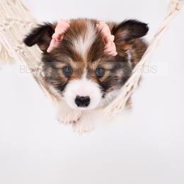 American Corgi and Pembroke Welsh Corgi Puppies from Blacktail Mountain Corgis