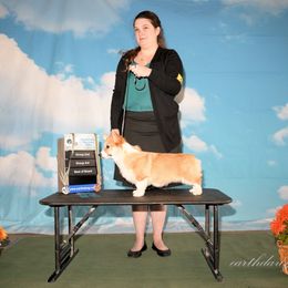 Pembroke Welsh Corgi Puppies from Outlands Corgis