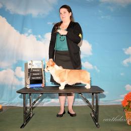 Pembroke Welsh Corgi Puppies from Outlands Corgis