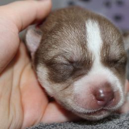 Kerling - Siberian Husky puppy in Harrison County, Ohio from Solstice Siberians
