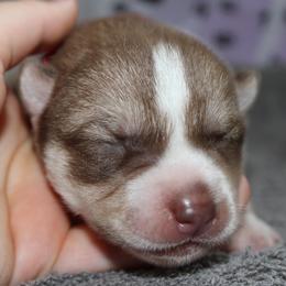 Kerling - Siberian Husky puppy in Harrison County, Ohio from Solstice Siberians
