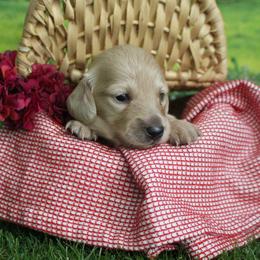 Abby - Cream female Dachshund puppy in Pace, Florida from Shoebox Doxie’s