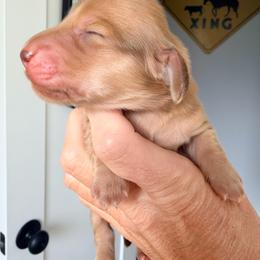 Raegen - Cream male Dachshund puppy in Alva, Florida from Salty C's Dachshunds
