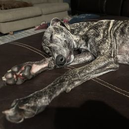 Poodle and Whippet All Grown Up from Charleston Reds Standard Poodles and Whippets
