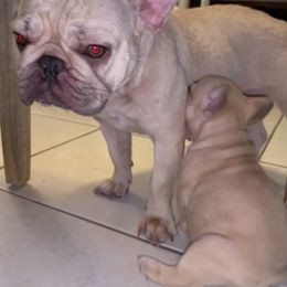 French Bulldog Puppies from Monarchy's Finest French Bulldogs