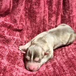 Comet - Red and white male Siberian Husky puppy in Mechanicsville, Virginia from Shinko Siberians