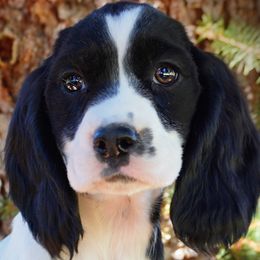 Girl 1 - Black and white female English Springer Spaniel puppy in Great Falls, Montana from Big Sky Springers