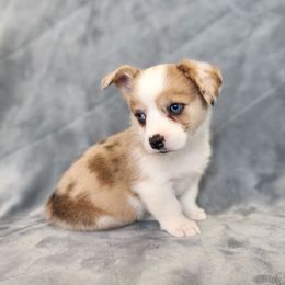 Sugar Cookie - Red female Pembroke Welsh Corgi puppy in Orleans, Indiana from Workman Farms