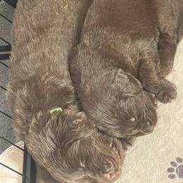 Newfoundland Puppies from Beatty Newfies