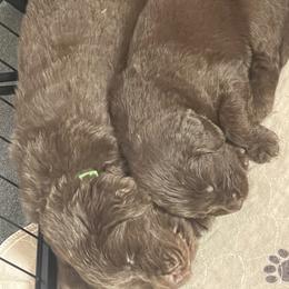 Newfoundland Puppies from Beatty Newfies