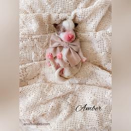 Amber - Parti female Goldendoodle puppy in Cold Spring, Minnesota from A.N.A. Doodles