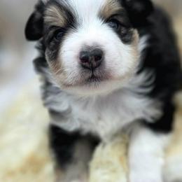 Marv - Black tri male Toy Australian Shepherd puppy in Viking, Minnesota from Son Shine Farm