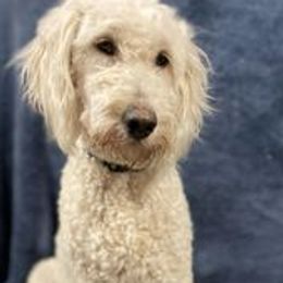 Goldendoodles from Country Side doodles and poodles