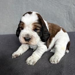 Cash - Tri-Roan male English Springer Spaniel puppy in Robesonia, Pennsylvania from Rogue Mountain Manor