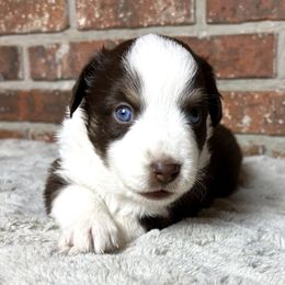 Penny - Red tri female Miniature Australian Shepherd puppy in Stockton, Missouri from Kizmit Farmz