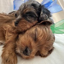 Cavapoo and Maltipoo Puppies from Julie Chandler