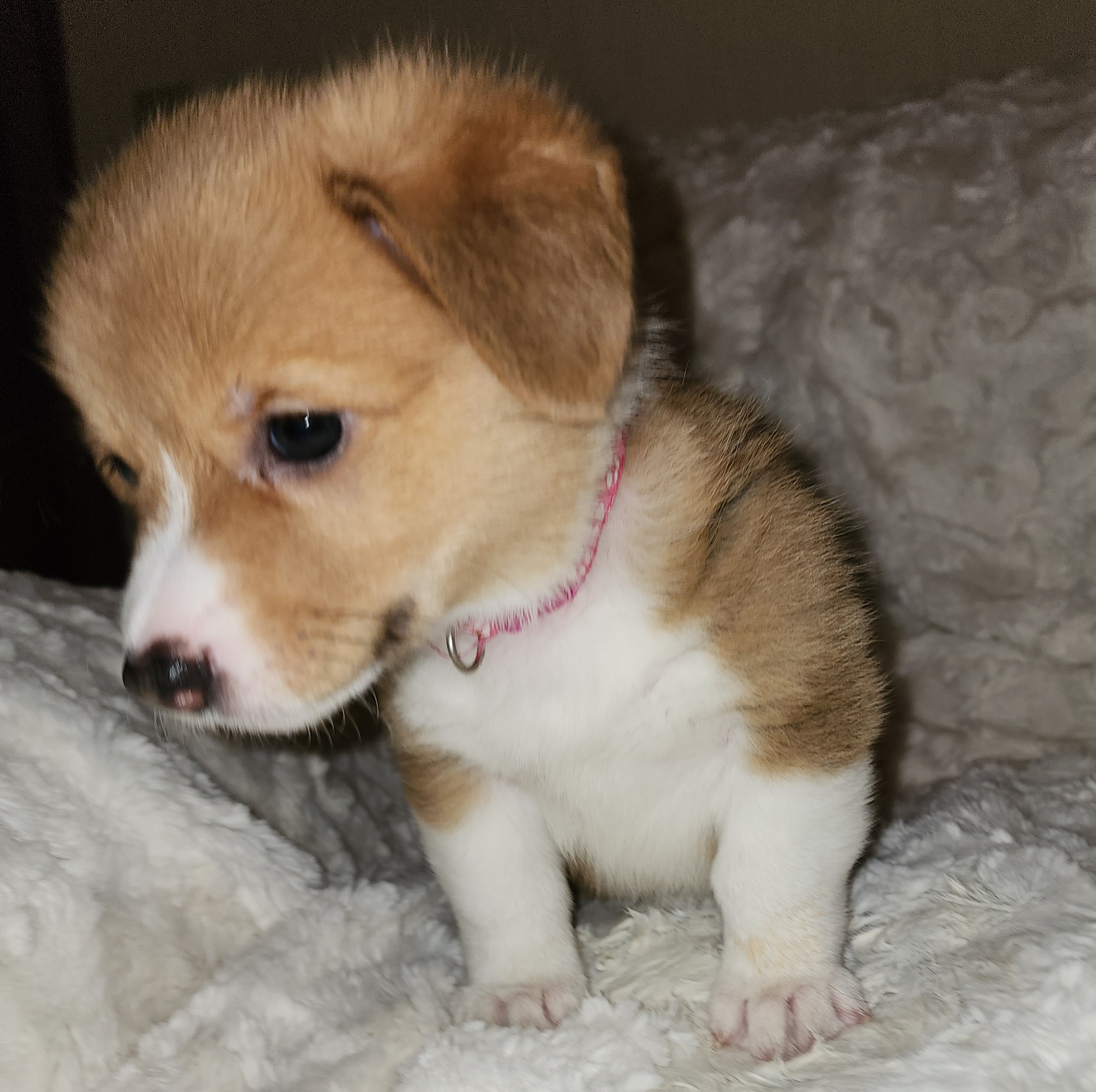 Pembroke Welsh Corgi Puppies from Tiny Titans K9