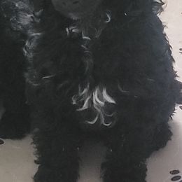 Poodle Puppies from Bobbies poodles