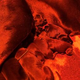 Brown female 4 - Red and rust female Doberman Pinscher puppy in Old Bridge, New Jersey from Wizard Ost Revolution kennel