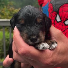 Girl 1 - Black white and tan female Springerdoodle puppy in Sterling, Michigan from Springerdoodles In MI