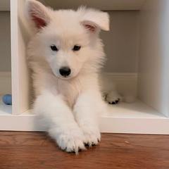 Berger Blanc Suisse Puppies from Absolute Dream White Swiss Shepherds