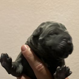 Boy 1 - Cane Corso puppy from Revolutions Kennel