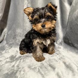 Boy 1 - Black and gold male Yorkshire Terrier puppy in Pomona, California from Cristian's Yorkshire Terriers