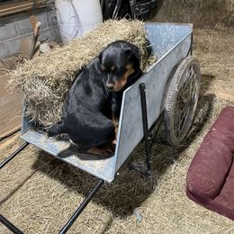 Rottweiler All Grown Up from Sweetgum Farm