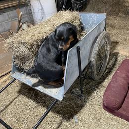 Rottweiler All Grown Up from Sweetgum Farm