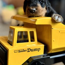 Boy 2 - Airedale Terrier puppy from Aim High Airedales & German Shorthaired Pointers
