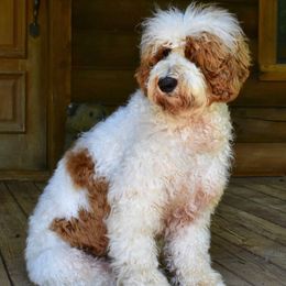 Australian Labradoodle All Grown Up from Cabin Hill Labradoodles