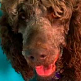 Goldendoodles and Poodles from Brugger’s Doodles and Poodles