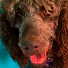 Goldendoodles and Poodles from Brugger’s Doodles and Poodles