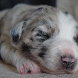 Ash - Blue merle female Australian Shepherd puppy in Lyons, Georgia from Canyon South Aussies