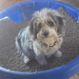 Cassidy - Corgipoo