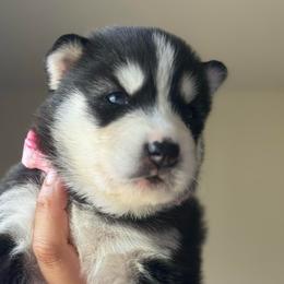 Girl 1 - Black and white female Siberian Husky puppy in Bakersfield, California from Lotus Husky Pack