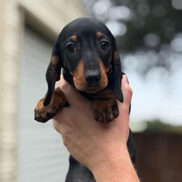 Green collar - Black and tan male Dachshund puppy in Ocala, Florida from Dalmar Floridachs