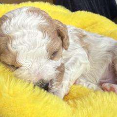 Orbit - Sable and white male Cavachon puppy in Springfield, Massachusetts from Caraid Cavachons